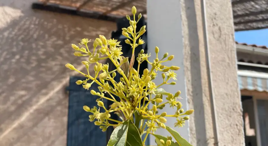 Grappe de petites fleurs jaunes d'un avocatier, annonçant les futurs fruits.
