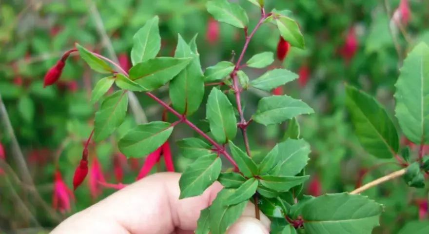 Une main tient une bouture de fuchsia aux feuilles vertes et aux fleurs rouges pendantes.