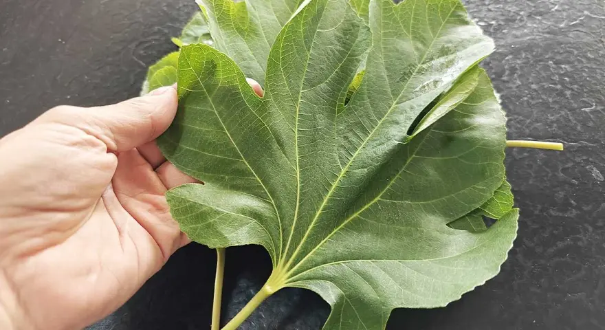 Une main tient une grande feuille de figuier verte, aux nervures marquées, sur un fond sombre.