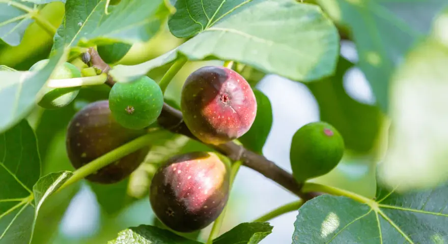 Figuier adulte portant des figues vertes et mûres, prêtes à être cueillies.