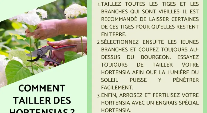 Comment et quand tailler les hortensias : conseils pour des fleurs éclatantes. Une main coupe une tige avec un sécateur.