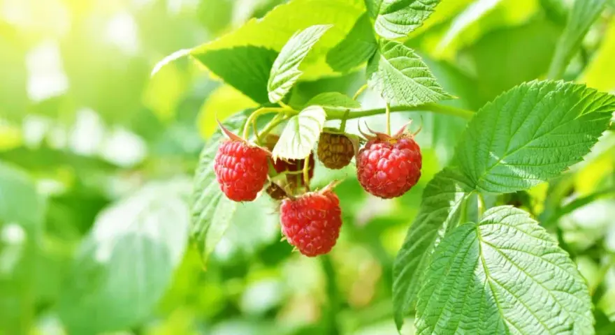 Des framboisiers remontants gorgés de soleil, prêts à être cueillis. Leurs fruits rouges brillent au milieu des feuilles vertes.