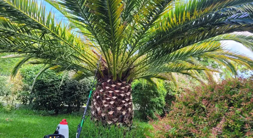 Un palmier aux feuilles jaunies, peut-être atteint d'une maladie du palmier. Un pulvérisateur et un outil sont prêts pour le traitement.