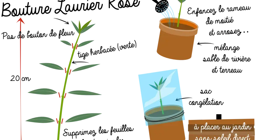 Illustration montrant comment préparer une bouture de laurier rose. Une tige est coupée, puis mise en pot et recouverte d'un sac plastique.
