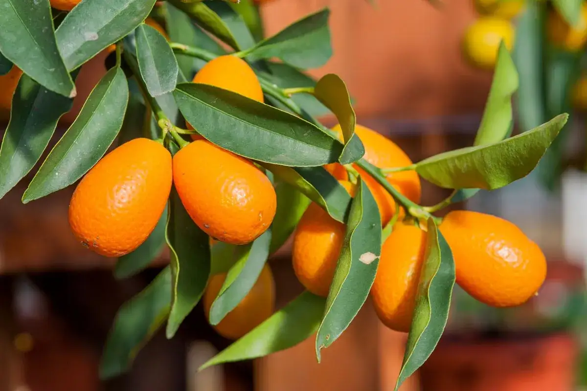 Des kumquats m&ucirc;rs sur une branche, pr&ecirc;ts pour la r&eacute;colte. L'entretien de cet agrume est simple pour profiter de ses fruits.