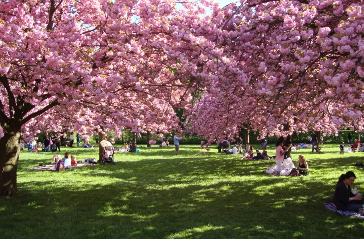 Sous des arbres aux fleurs roses, des gens profitent d'un pique-nique. Les cerises en fleurs créent un décor féerique.