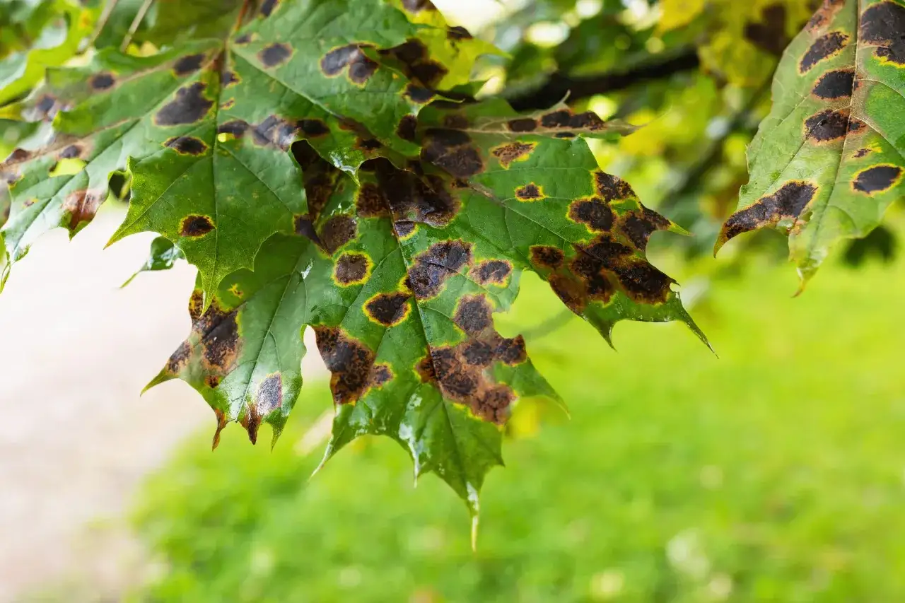 Feuilles d'&eacute;rable du Japon atteintes de maladie, pr&eacute;sentant des taches brunes et jaunes.