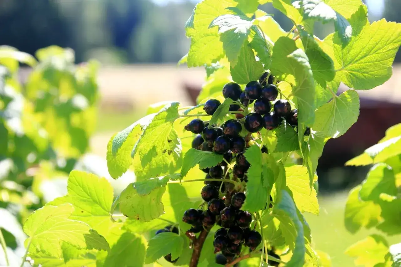 Grappe de cassis fruit rouge mûr, baies noires brillantes sur fond vert lumineux.