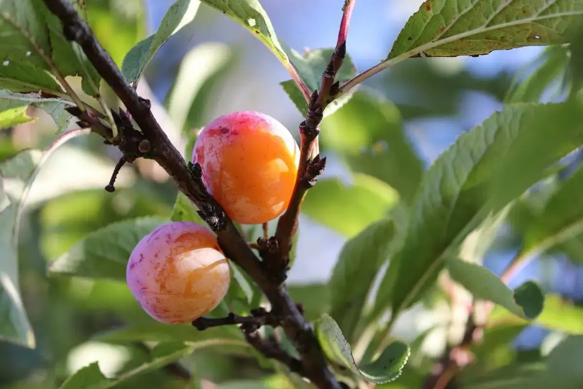 Deux prunes mûres, une orange et une rose, pendent à une branche de prunier du Japon.