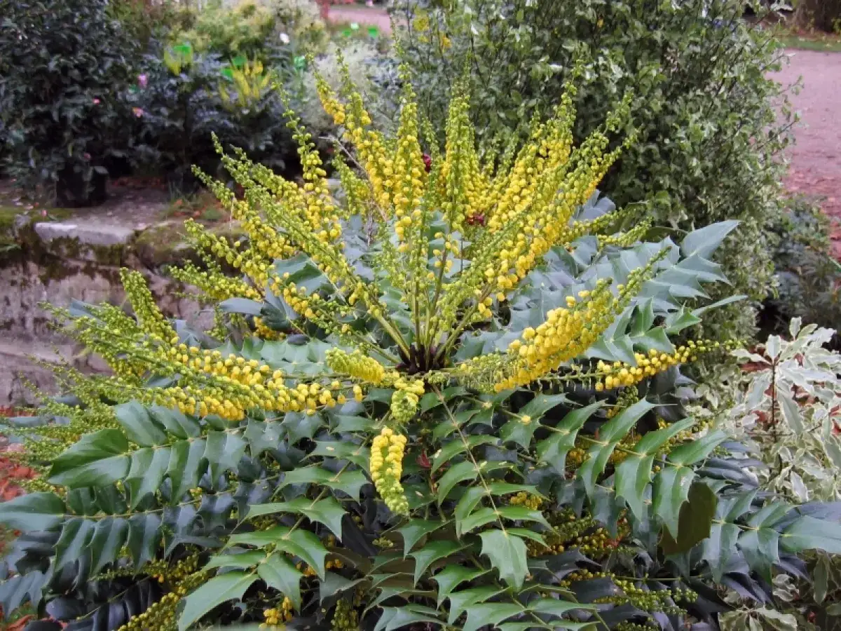 Un mahonia en pleine floraison, ses grappes de fleurs jaunes illuminent le feuillage persistant. Diverses vari&eacute;t&eacute;s de mahonia offrent ce spectacle.