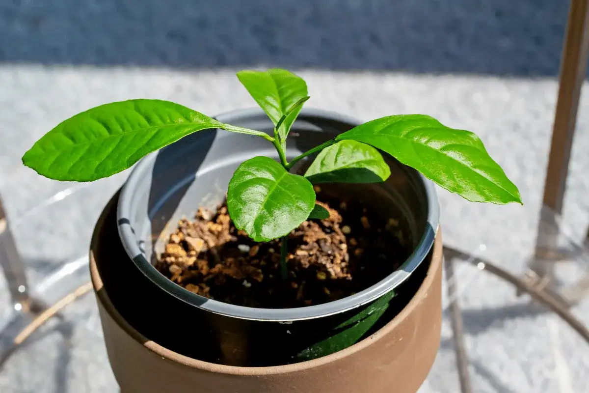 Jeune bouture de citronnier aux feuilles vertes et brillantes, en pot, prête à grandir.