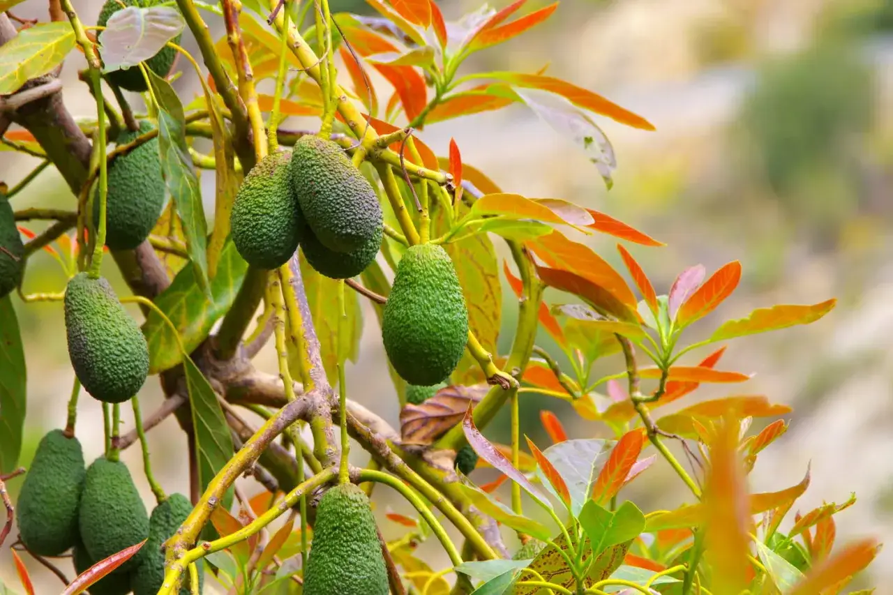 Avocats verts mûrs sur un arbre. Combien de temps pour avoir un avocat fruit ? La patience est la clé.