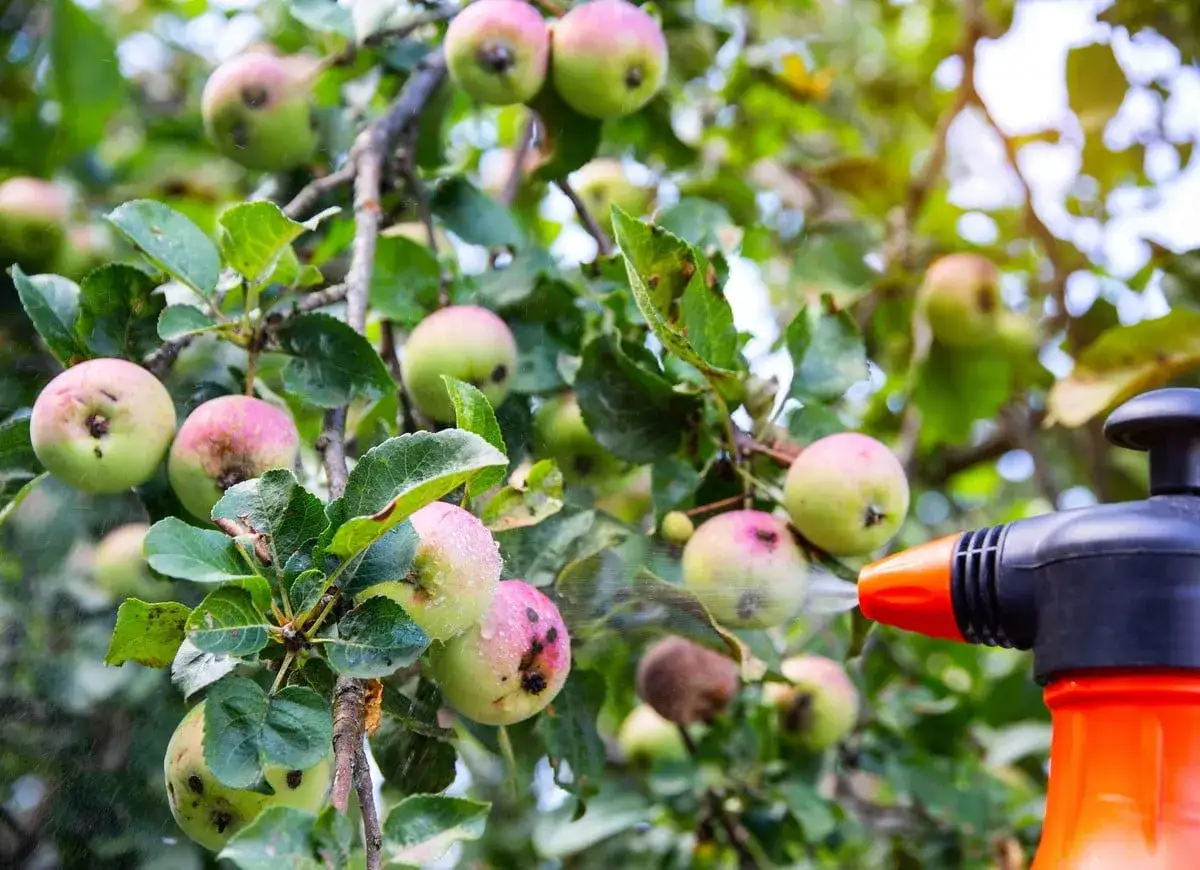 Traitement naturel d'un pommier : un pulv&eacute;risateur diffuse un liquide sur des pommes vertes et roses, peut-&ecirc;tre pour lutter contre la chenille.