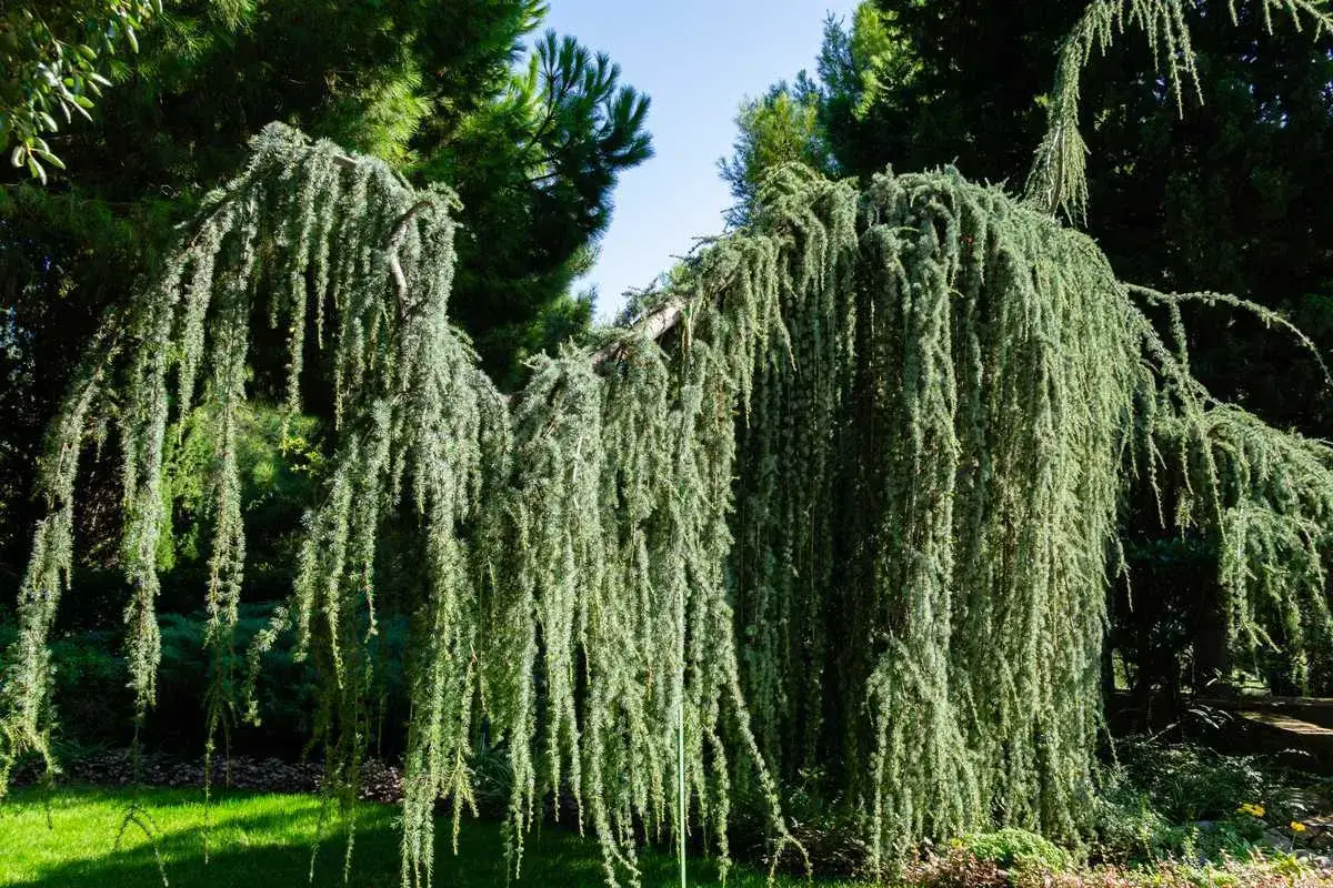 Un magnifique saule pleureur nain aux branches tombantes, cr&eacute;ant un rideau v&eacute;g&eacute;tal luxuriant dans un jardin verdoyant.