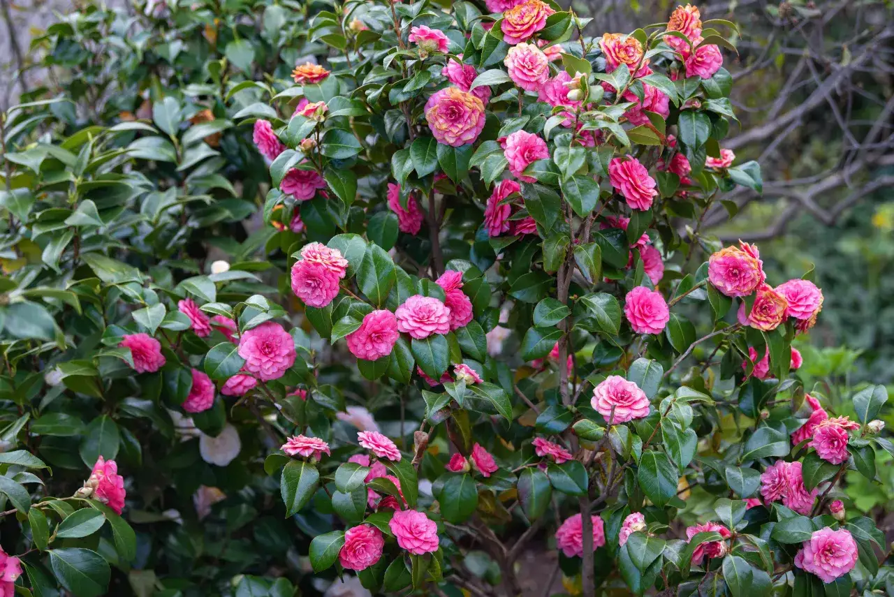 Un arbuste de cam&eacute;lia japonais d&eacute;borde de fleurs roses et orang&eacute;es, leurs p&eacute;tales d&eacute;licats se d&eacute;ploient sur un feuillage vert profond.
