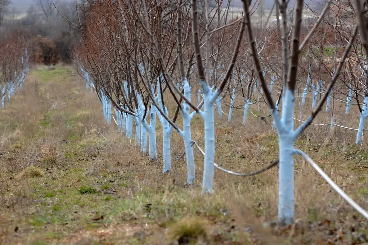 Rangée d'arbres fruitiers aux troncs blanchis, prêts pour l'hiver. Le dosage bouillie bordelaise pour arbres fruitiers protège contre les maladies.