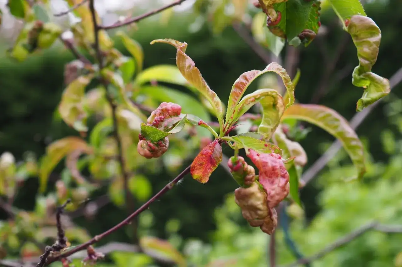 Feuilles de pêcher déformées et rouges, signe d'une maladie. Les feuilles sont recroquevillées et présentent des excroissances.
