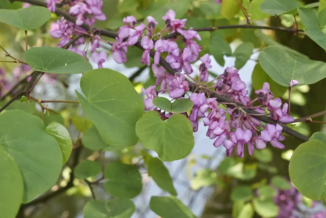 Rameau d'arbre de Jud&eacute;e en pleine floraison, avec des grappes de fleurs mauves et des feuilles vertes en forme de c&oelig;ur.