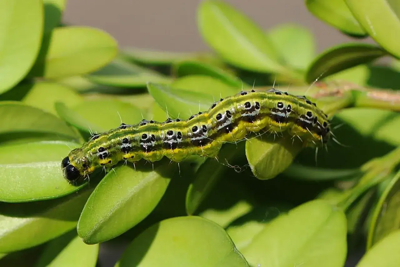 Chenille verte et jaune, signe de la maladie du buis, d&eacute;vore une feuille.