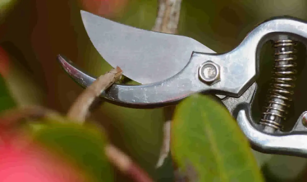 Sécateur prêt pour la taille d'un rhododendron. Les lames argentées sont prêtes à couper une petite branche.