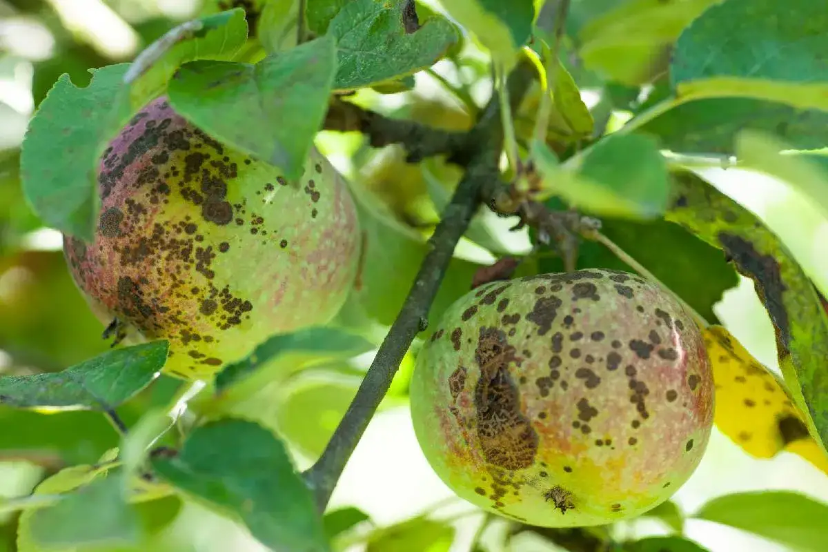 Pommes atteintes de tavelure, signe d'un traitement pommier &agrave; envisager.
