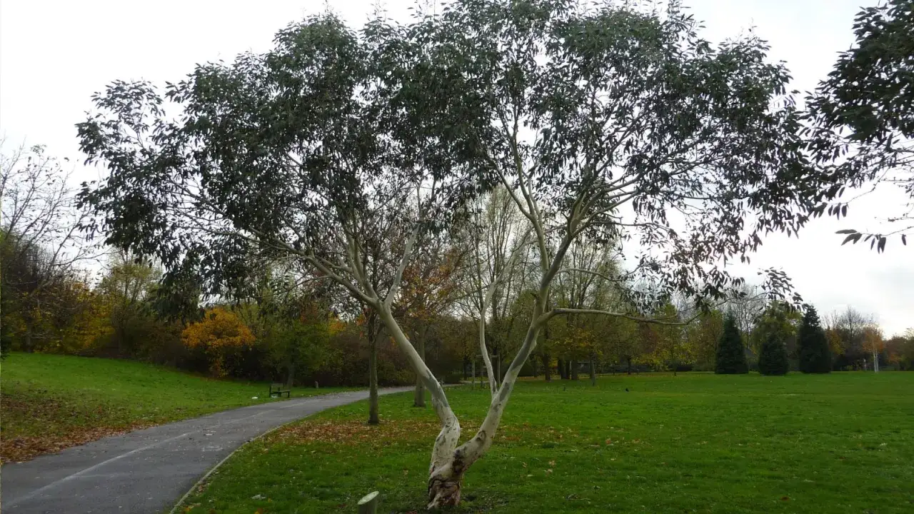 Un eucalyptus aux branches noueuses se dresse dans un parc verdoyant, son feuillage sombre contrastant avec le ciel gris. La taille de cet eucalyptus est impressionnante.