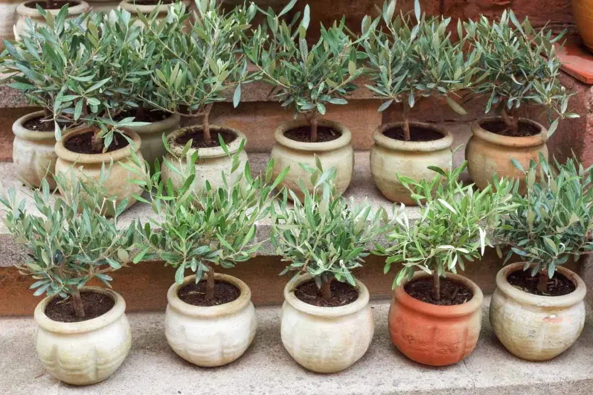 Plusieurs jeunes oliviers en pot, prêts à être plantés. Ces boutures d'olivier promettent de futurs arbres majestueux.