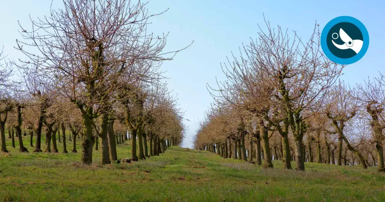 Allée de cerisiers en attente de la taille. Leurs branches nues dessinent des motifs sur le ciel bleu.