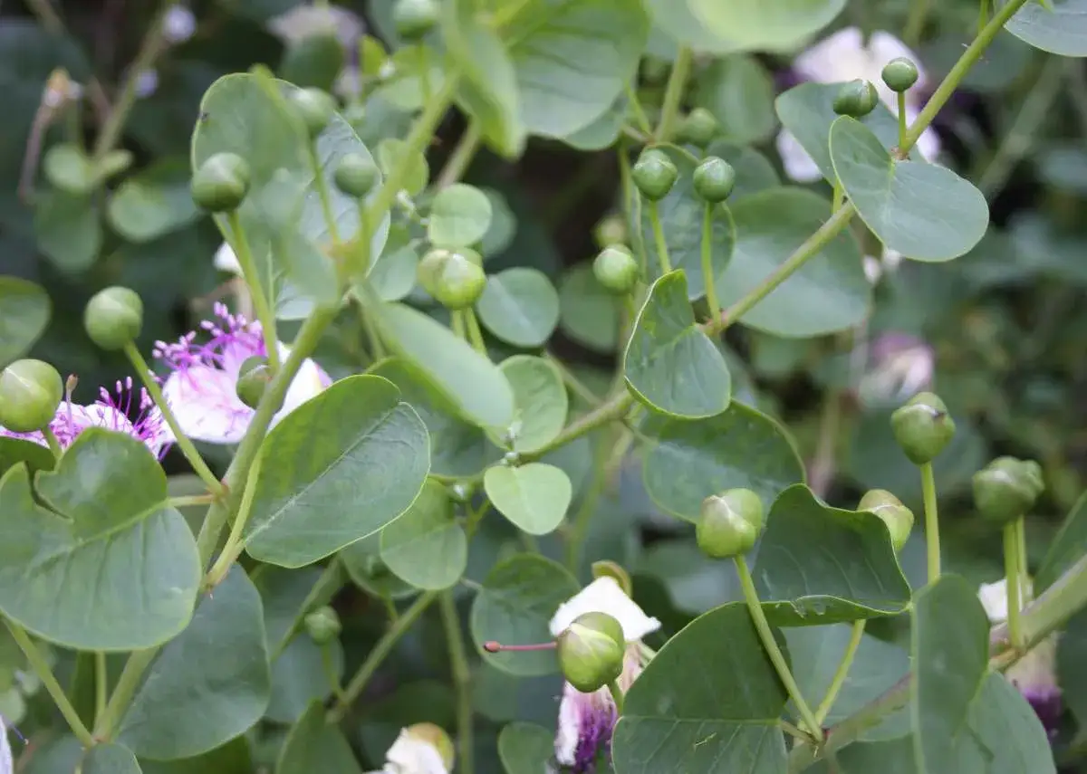 Gros plan sur des boutons de câpres verts et des fleurs mauves sur une plante en pleine caprier culture.