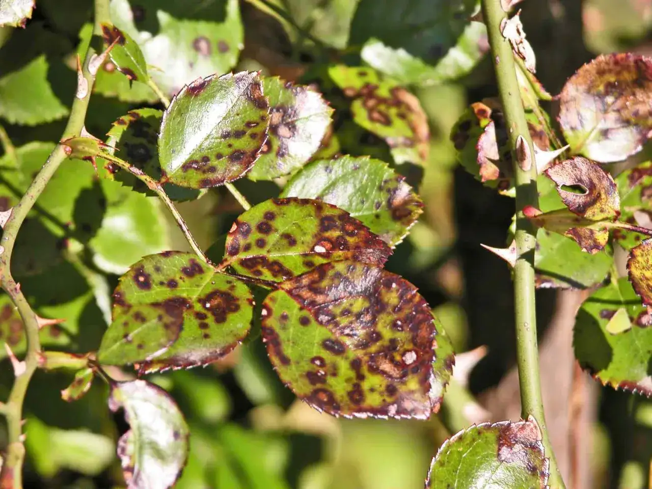 Feuilles de rosier atteintes de taches noires, signe qu'il faut savoir comment traiter les rosiers pour les sauver.