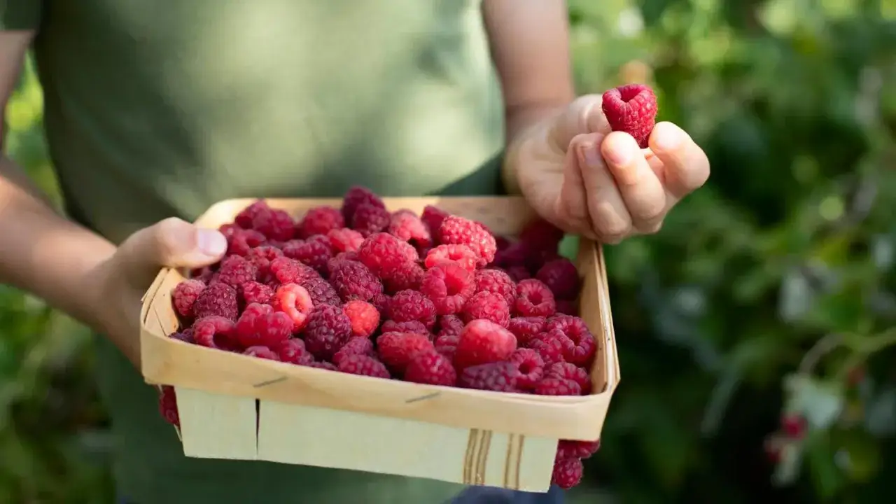 Main d'enfant tenant une framboise au-dessus d'un panier rempli de fruits rouges. Idéal pour savoir comment conserver des framboises.