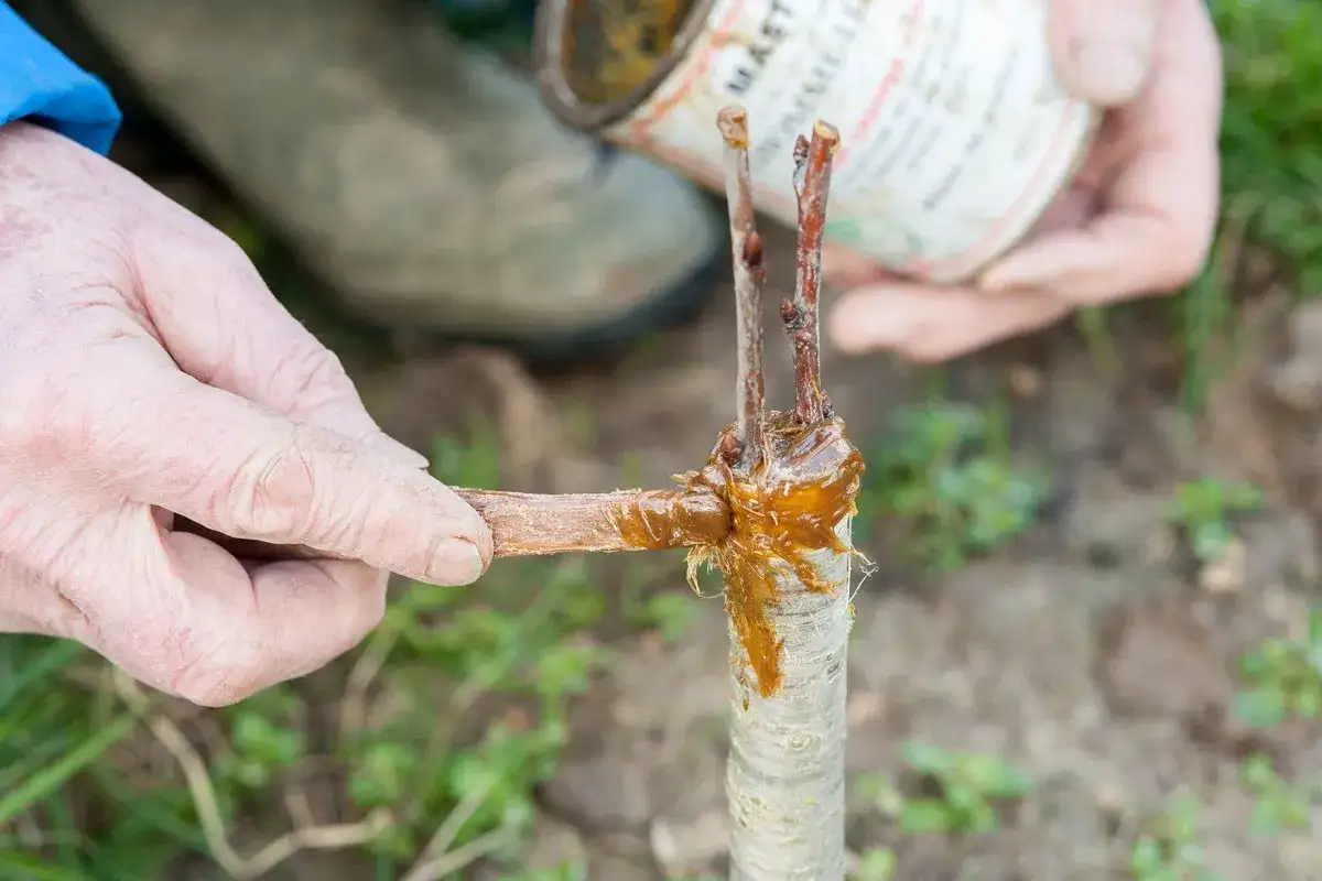 Application de mastic de greffage sur un jeune cerisier. C'est le bon moment quand greffer un cerisier pour assurer sa reprise.