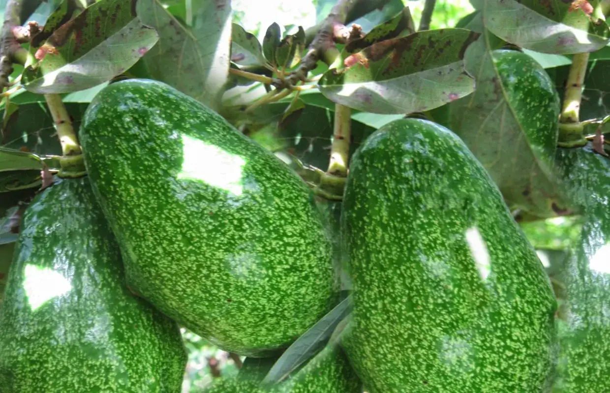 Avocats mûrs sur un avocatier en France, prêts à être récoltés.