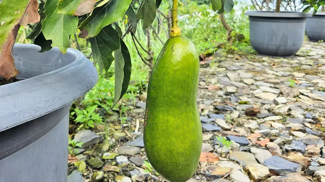 Gros avocat vert suspendu à une branche, prêt à être cueilli. Un bel arbre avocat en pleine croissance.