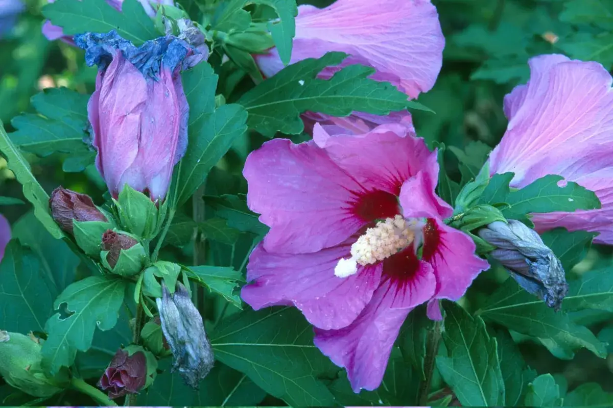 Fleurs d'hibiscus rose vif, certaines épanouies, d'autres en bouton. La taille Althaea a permis de révéler la beauté de ces fleurs.