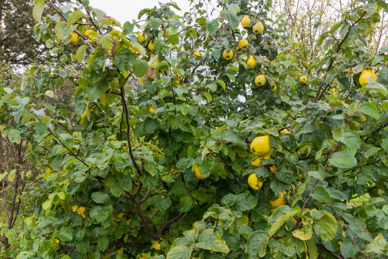 Gros plan sur un cognassier chargé de fruits jaunes, prêts à être cueillis. La taille de l'arbre permet d'atteindre facilement les fruits.