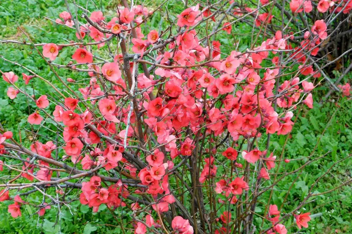 Un cognassier du Japon en pleine floraison, ses branches charg&eacute;es de fleurs roses &eacute;clatantes sur fond de verdure.