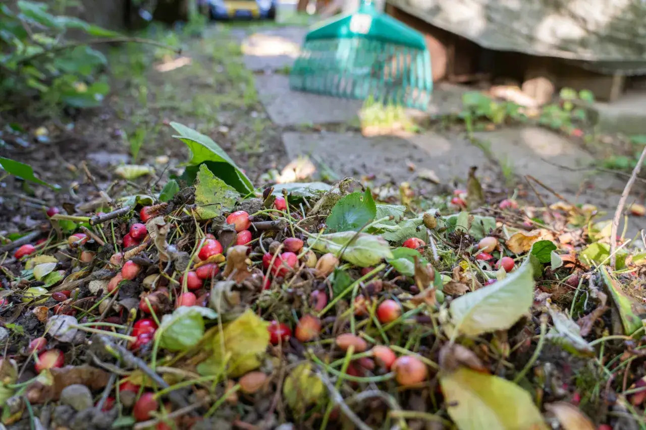 Un tas de cerises tomb&eacute;es, pr&ecirc;tes &agrave; devenir un engrais cerisier naturel. Un r&acirc;teau vert est visible en arri&egrave;re-plan.