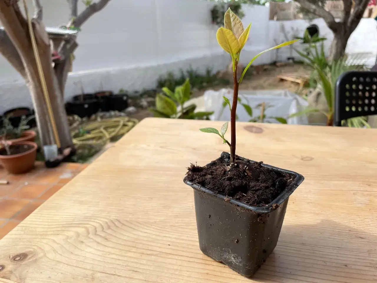 Jeune plant d'avocatier en pot, prêt pour sa première taille. Les feuilles vertes et tendres promettent une belle croissance.