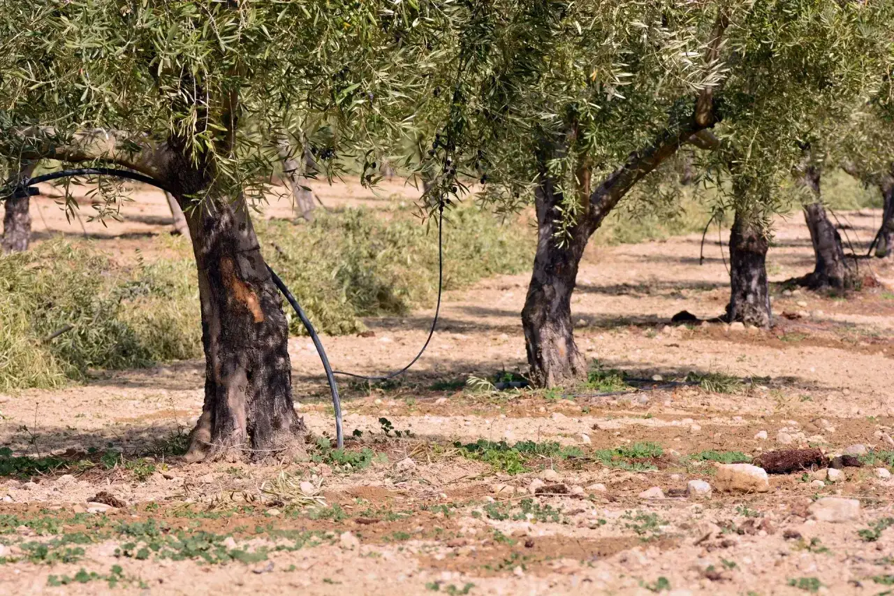 Arrosage d'oliviers par goutte-à-goutte, avec des tuyaux noirs contournant les troncs noueux dans un champ sec.