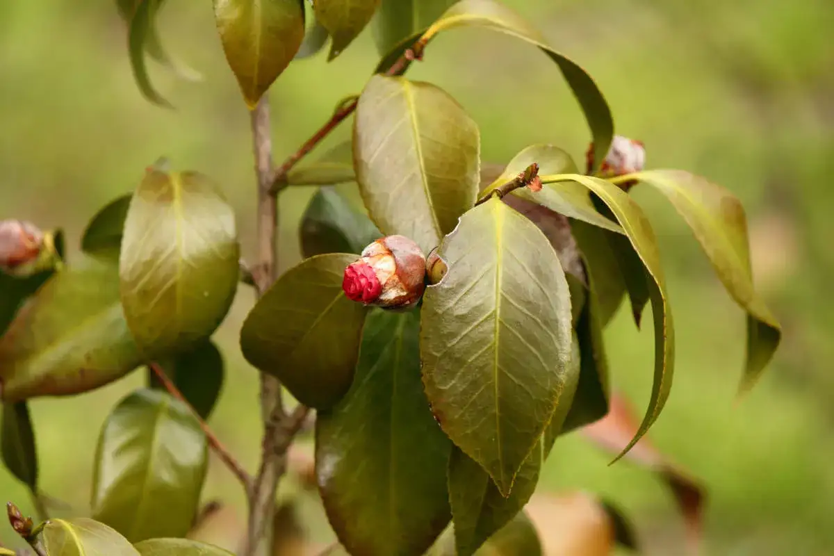 Un bourgeon de cam&eacute;lia rouge vif commence &agrave; s'ouvrir, entour&eacute; de feuilles vertes. Il semble que la plante souffre d'une maladie, car certaines feuilles sont d&eacute;color&eacute;es.