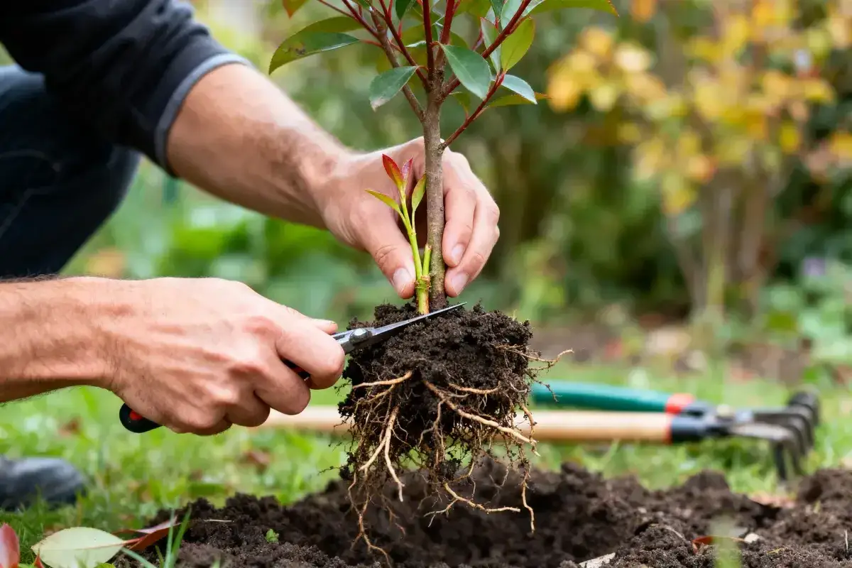 Un jardinier prépare une bouture de photinia pour la planter, taillant délicatement ses racines.