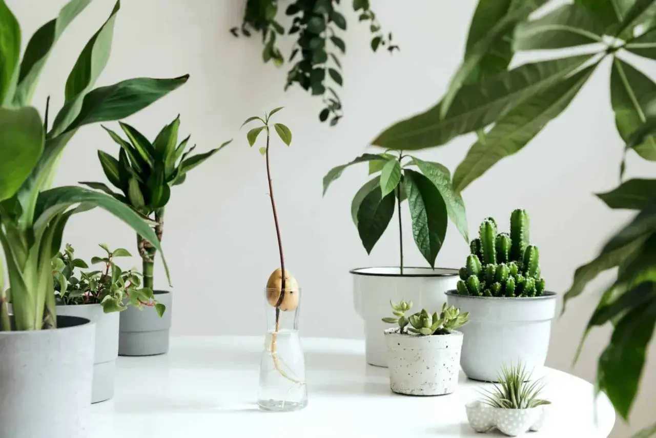 Un avocatier en pleine croissance, issu d'un marc de café, côtoie d'autres plantes vertes dans une pièce lumineuse.