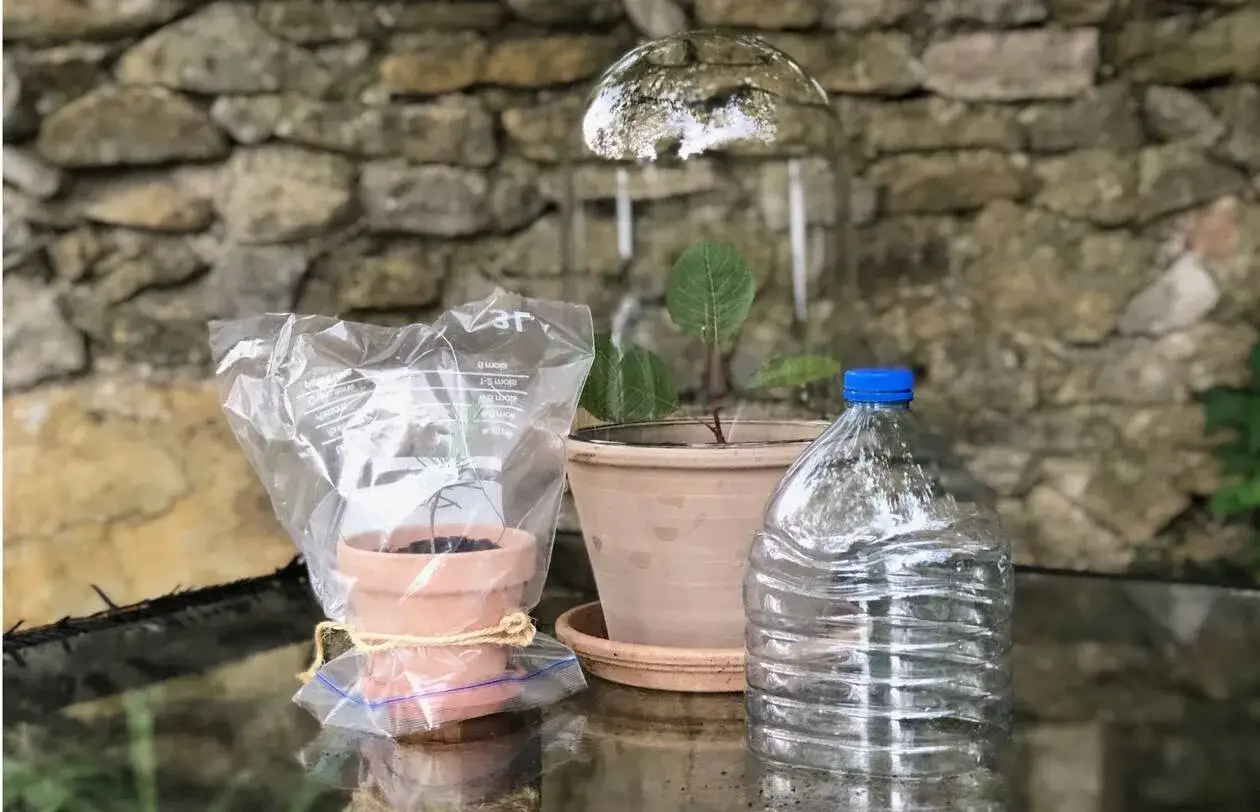 Une bouture d'eucalyptus dans un petit pot, prot&eacute;g&eacute;e par un sac plastique, &agrave; c&ocirc;t&eacute; d'une autre plante et d'une bouteille d'eau.