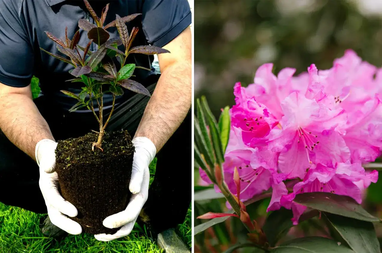 Mains gantées tenant un jeune plant pour le planter. À côté, des fleurs de rhododendron roses éclatantes.