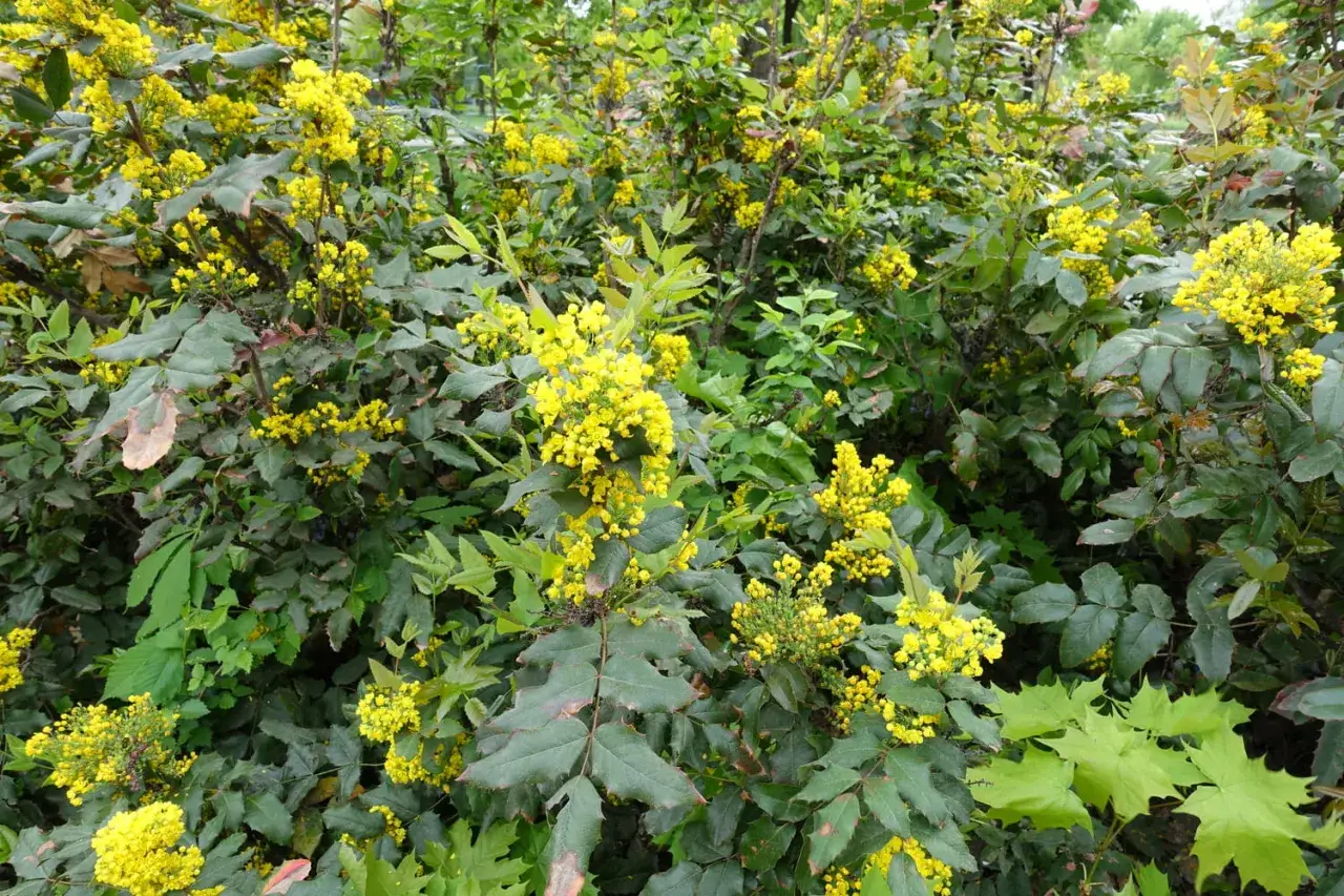 Un buisson de mahonia aux fleurs jaunes vives, ses feuilles vertes foncées et épineuses contrastent avec la taille impressionnante de la plante.