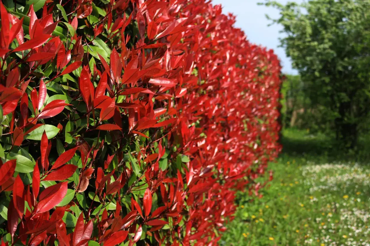 Un mur de photinias aux feuilles rouges vives, pr&ecirc;t pour l'arrosage. Le soleil brille sur la v&eacute;g&eacute;tation luxuriante.