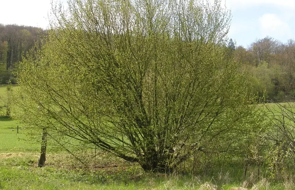 Gros noisetier en pleine croissance, prêt pour le marcottage. Ses branches s'étendent dans un paysage verdoyant.