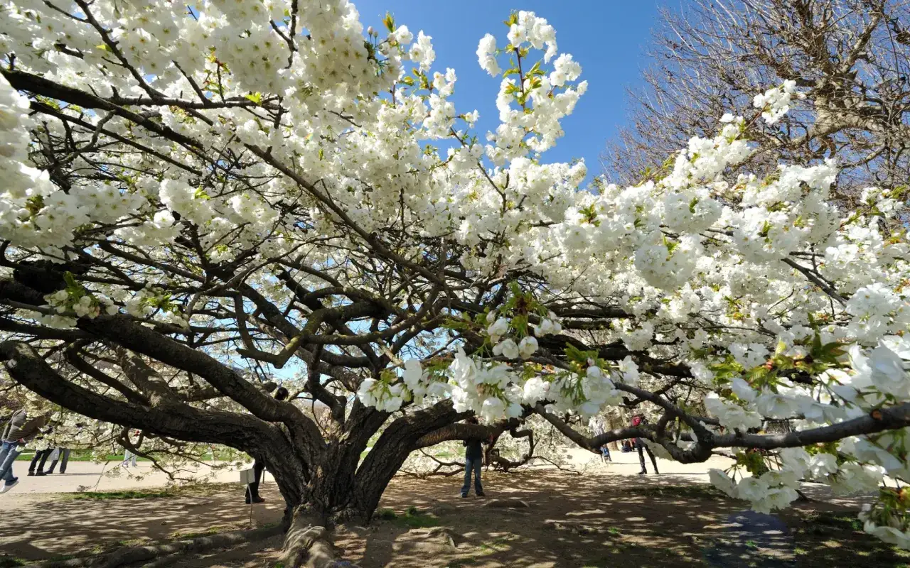 Un arbre majestueux, couvert de fleurs blanches éclatantes, évoque la promesse des futures cerises. Le ciel bleu et les passants créent une scène printanière paisible.