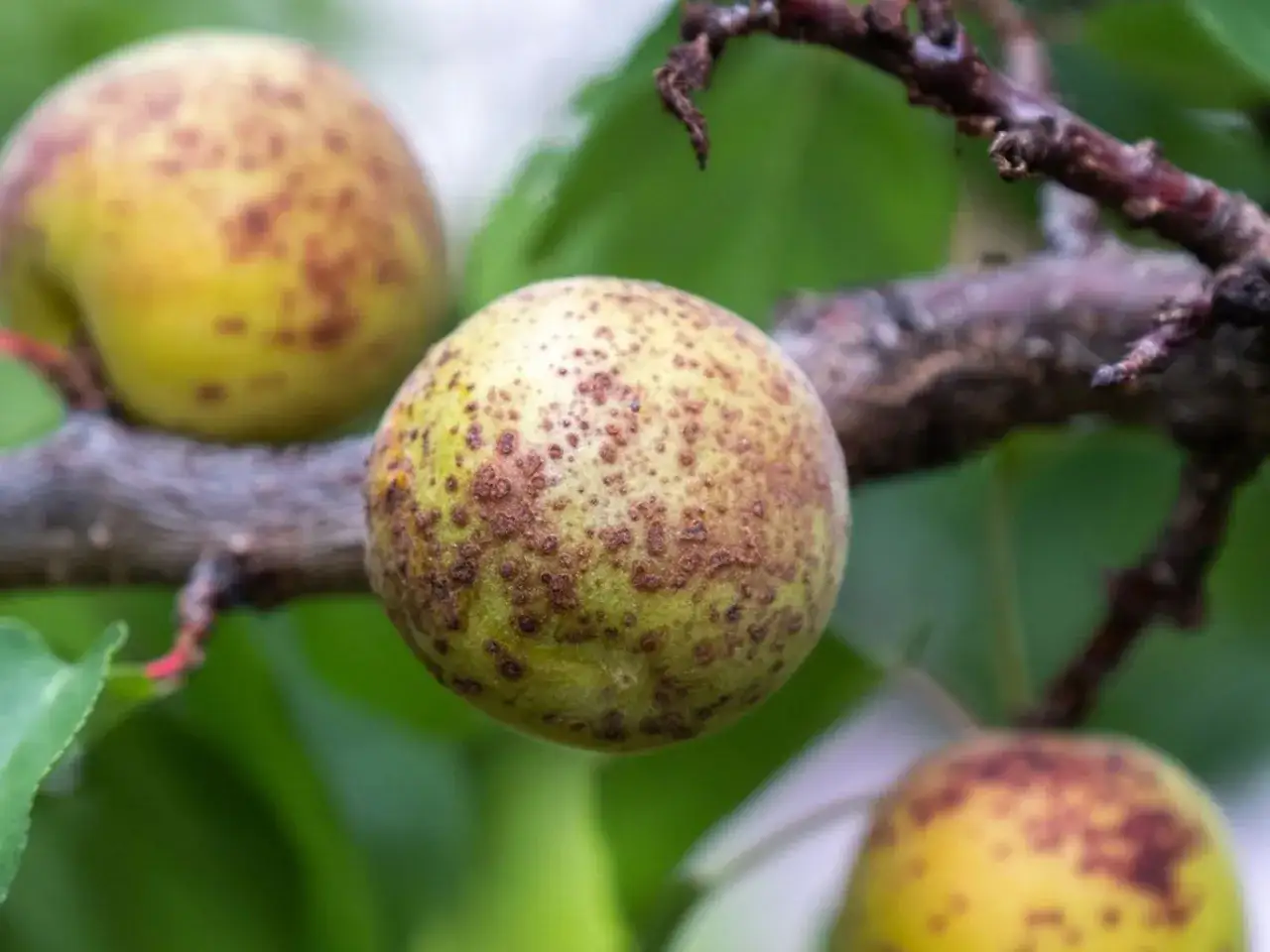 Abricots sur une branche, pr&eacute;sentant des taches brunes caract&eacute;ristiques d'une maladie de l'abricotier.